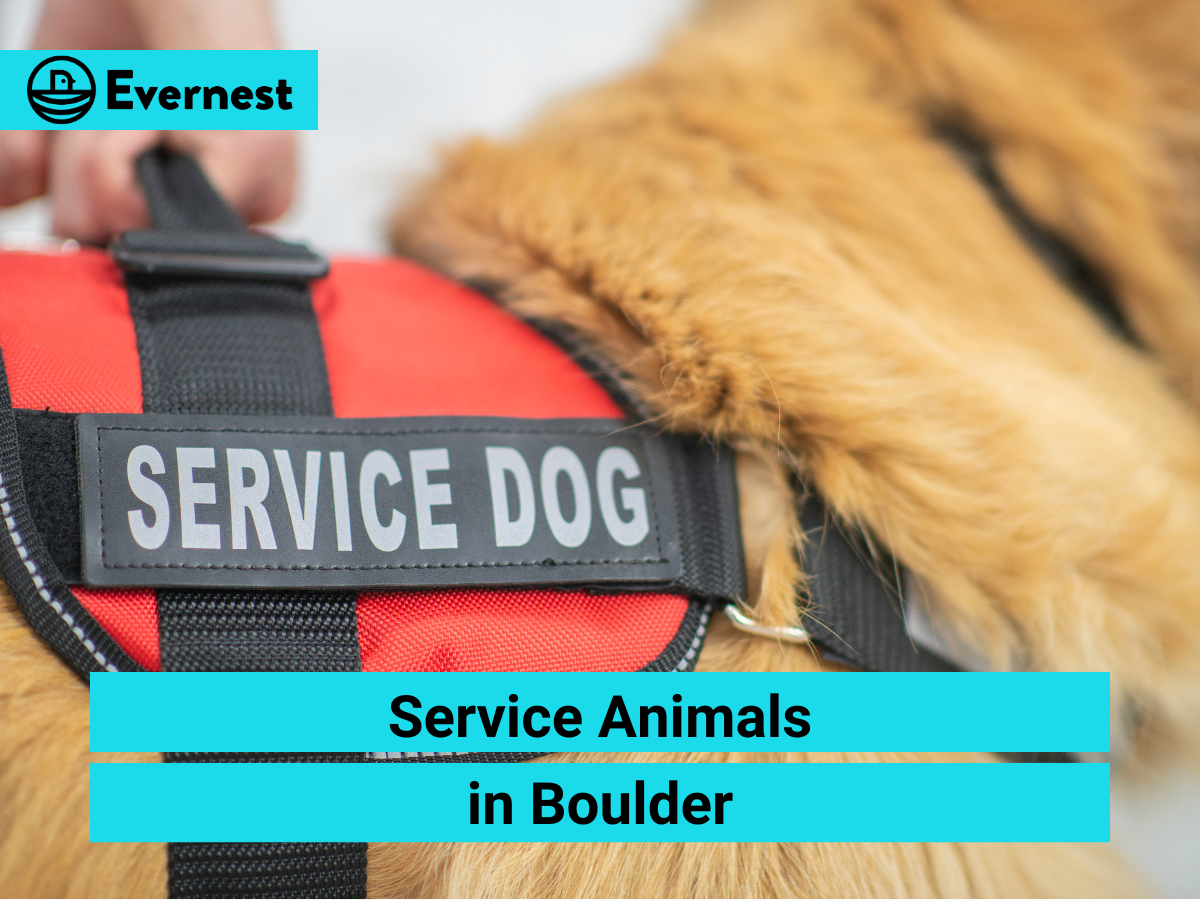 Service Animals in Boulder: Everything Landlords Need to Know